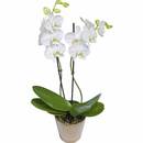 Jak należy nawozić orchidee?