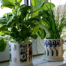 Suszenie i przechowywanie ziół – podstawowe zasady