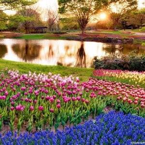 Jak należy dobierać rośliny na kwietnik?