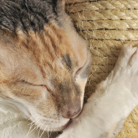 Przygotowanie drapaka dla kota – kołek do drapania