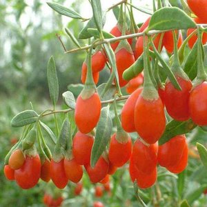 Jak uprawiać samodzielnie jagody goji?