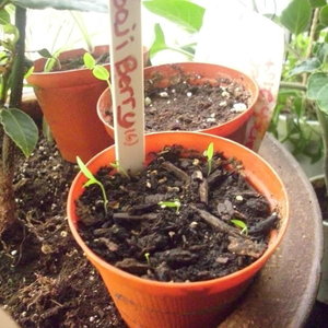 Jak wyhodować kolcowój z nasion?