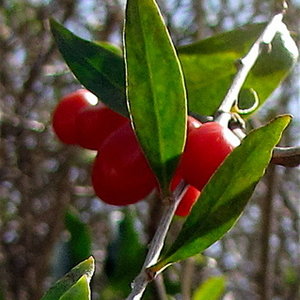 Stanowisko i wymagania glebowe