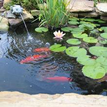 Jak założyć ogród wodny?