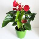 Jak pielęgnować anturium?