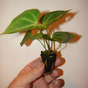 Przesadzanie i rozmnażanie