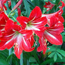 Jak uprawiać hipeastrum?