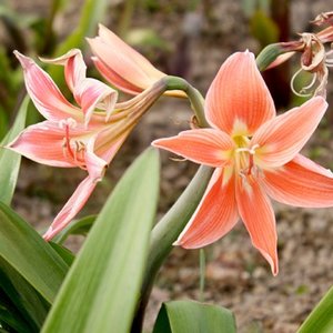 Amarylis a hipeastrum