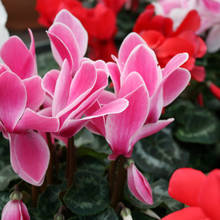 W jaki sposób należy rozmnażać cyklameny?