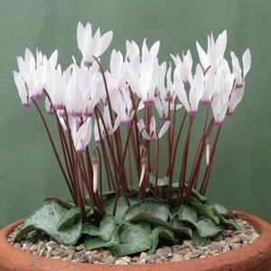 Jak należy dbać o cyklameny?