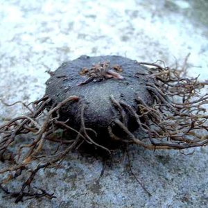 Jak rozmnażać cyklameny przez podział bulwy?