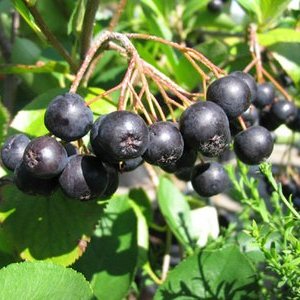 Aronia