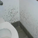 Jak usunąć pleśń ze ściany?