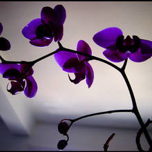 Jak powinno się przycinać storczyki?