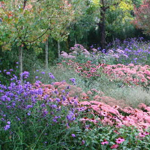 Jak dobrać rośliny na rabatę – kolor