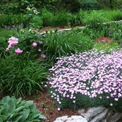 Jak dobrać rośliny na rabatę – pokrój i wysokość