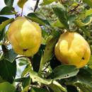 Jak hodować pigwę w swoim ogrodzie?