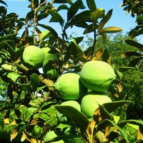 Wymagania glebowe i stanowisko