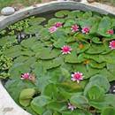 Jak dbać o oczko wodne?