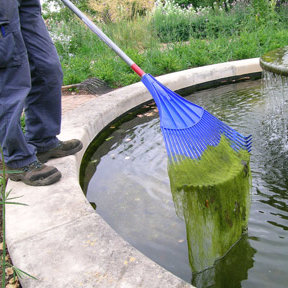 Jak posprzątać w stawie?