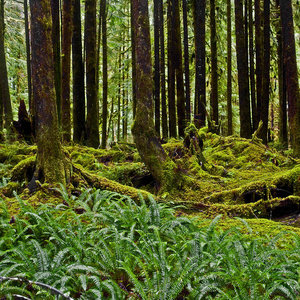 Spoglądanie na mech