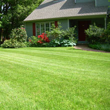 Jak pielęgnować trawnik w sposób ekologiczny?