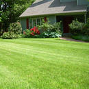 Jak pielęgnować trawnik w sposób ekologiczny?