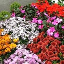 Jak właściwie dbać o rośliny w czasie upałów?