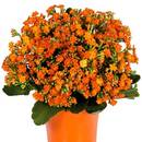 Co trzeba wiedzieć o uprawie kalanchoe?