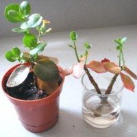 Podlewanie i nawożenie