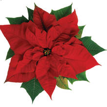 Jak dbać o gwiazdę betlejemską, by ponownie zakwitła?