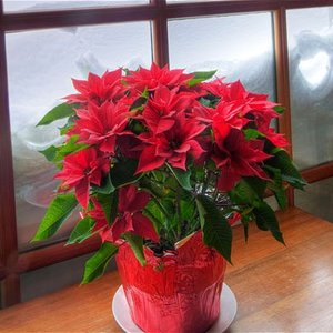 Czego poinsecja nie lubi?