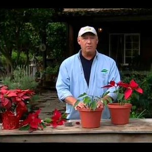 Jak pielęgnować poinsecję?