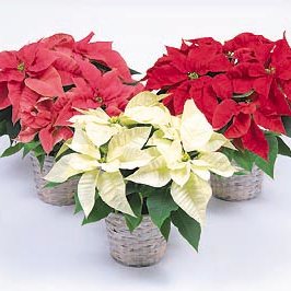 Dlaczego „gwiazda betlejemska”?