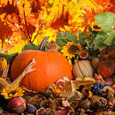 Jakie prace trzeba wykonać w ogrodzie jesienią?