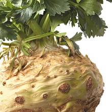 Co warto wiedzieć o uprawie selera?