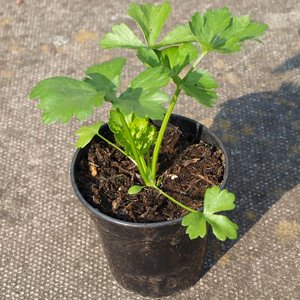 Przygotowanie rozsady