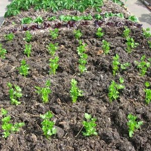 Stanowisko i wymagania glebowe