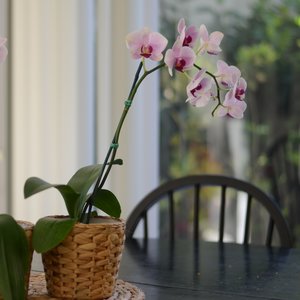 Alergeny w roślinach