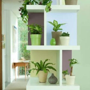 Kaktusy i rośliny kujące