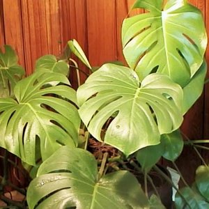 Trująca roślinność