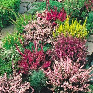 Jak założyć wrzosowisko?