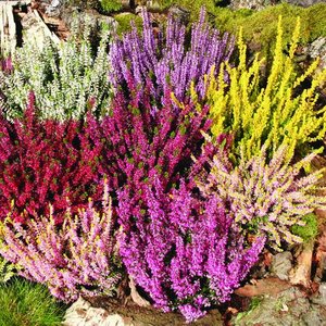 Pielęgnacja wrzosowiska