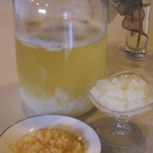 Jak hodować algi morskie?