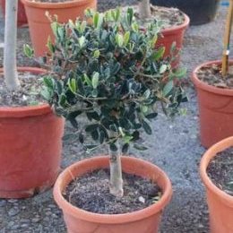 Jak wyhodować drzewko oliwne z sadzonki?