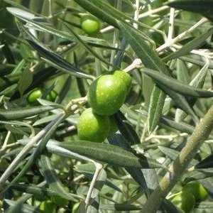 Stanowisko i wymagania glebowe