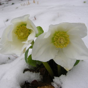 Kiedy kwitną byliny?