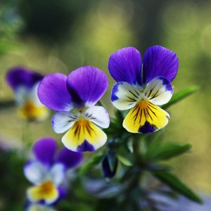 Kiedy kwitną rośliny dwuletnie?