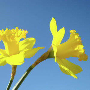 Kalendarz kwitnienia