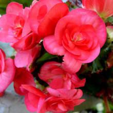 Jak sadzić begonie?